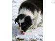 Price: $750
Real pretty Slate male, registered ABCA.father is a Slate Blue and White who is producing offspring excelling in herding, agility, dock diving, flyball, and just plain companions! Mother, is a petite beautiful Black and white. Both parents