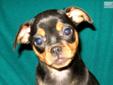Price: $450
Darlin' little black/tan female CArlin Pinscher pup. Little Smidgen is absolutely adorable with her cute expression and sweet temperament. This little girl is guaranteed to put a smile on your face! Smidgen is vet checked and current on