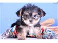 Price: $599
Smokey is a bashful yet playful Male Morkie. He is a great puppy and will be your best friend in just a few minutes after you meet him. He gets along great with everyone and is a super sweet companion! He is up to date on his shots and