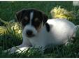 Price: $950
VIDEO AVAILABLE!!! Offering this gorgeous, top quality, tri color, female Parson/Jack Russell Terrier female puppy. Both of her parents are Show Champions and this little gal will make both a loving family pet or an exciting show/breeding