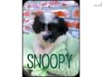 Price: $600
Snoopy is a little black and white "Teddy Bear" puppy! A teddy bear puppy is a Bichon and Shih tzu mix! He currently weighs 2.0 pounds and is full of energy! He is ready to find his furrever home! He is up to date on his vaccinations, micro
