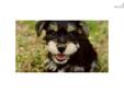 Price: $500
This advertiser is not a subscribing member and asks that you upgrade to view the complete puppy profile for this Mixed/Other, and to view contact information for the advertiser. Upgrade today to receive unlimited access to NextDayPets.com.