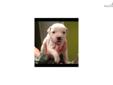 Price: $1600
This advertiser is not a subscribing member and asks that you upgrade to view the complete puppy profile for this Staffordshire Bull Terrier, and to view contact information for the advertiser. Upgrade today to receive unlimited access to