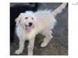 Price: $650
Meet Sunshine! Outgoing and sweet, this friendly little girl loves affection and cuddling. Playful but mellow. LOVES toys. Gentle. Hypoallergenic/no shed. Should be about 35-40 pounds at maturity. Raised in our home, underfoot, spoiled rotten.