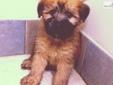 Price: $1700
This advertiser is not a subscribing member and asks that you upgrade to view the complete puppy profile for this Soft Coated Wheaten Terrier, and to view contact information for the advertiser. Upgrade today to receive unlimited access to