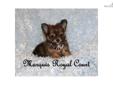 Price: $2500
SOLD- AMANDA-This little AKC boy Dinky a tiny AKC brindled long coat Chihuahua. Charting 3.5 pounds. Just gorgeous with Extreme apple head!! Has a precious personlality and so sweet and affectionate.. Just a darling baby. I cannot say enough