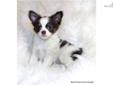 Price: $3200
Sold-*Exclusively Breeding/Showing AKC Fine Quality Chihuahuas* This little flashy girl is simply GORGEOUS!! AKC Champion sired Mandy, She is gorgeous, perfectly marked!! blue/tan spotted on white Long coat Chihuahua. Absolutly gorgeous!!