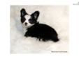 Price: $2300
Sold-UPDATED PHOTOS ALWAYS CURRENT ON MY WEBSITE!!Exclusively Breeding/Showing AKC Fine Quality Chihuahuas* This little boy, AKC Champion sired Marco, black/white Long coat Chihuahua. Just gorgeous and love his flashy color!! Correct bite,