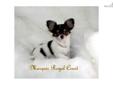 Price: $2300
Exclusively Breeding/Showing AKC Fine Quality Chihuahuas. FULL AKC SHOW/BREDDING $2500. This little AKC Tiny baby girls. black/tan spotted on white, long coat Chihuahua. Charting 4 pounds.. This baby is so loving and very outgoing. Such a