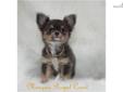 Price: $1800
SHOW PROSPECT!! Full AKC show/breeding rights $2500. Exclusively Breeding/Showing AKC Fine Quality Chihuahuas. This AKC X-Tiny boy totally adorable! Love his adorable little pixie face:) Blue/tan with white markings, long coat Chihuahua.