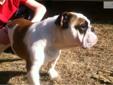 Price: $1800
Champion Sired English Bulldog with unbelievable pedigree! This is Kramer he is a sweet loving young puppy, he is current on vaccinations and a very healthy boy.Kramer is potty trained and a very good listener. Please call 704-795-1255 for