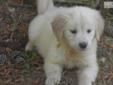 Price: $825
Prince is almost pure white. The father is 3/4 English Cream and the mom is a very light American Golden. Blocky head on both parents. The puppies are wormed starting at 2 weeks and every 2 weeks until he goes home, he will get his first shot