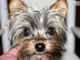 Price: $1500
This advertiser is not a subscribing member and asks that you upgrade to view the complete puppy profile for this Yorkshire Terrier - Yorkie, and to view contact information for the advertiser. Upgrade today to receive unlimited access to
