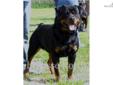 Price: $2000
This advertiser is not a subscribing member and asks that you upgrade to view the complete puppy profile for this Rottweiler, and to view contact information for the advertiser. Upgrade today to receive unlimited access to NextDayPets.com.