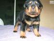Price: $1500
This advertiser is not a subscribing member and asks that you upgrade to view the complete puppy profile for this Rottweiler, and to view contact information for the advertiser. Upgrade today to receive unlimited access to NextDayPets.com.