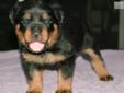 Price: $1700
This advertiser is not a subscribing member and asks that you upgrade to view the complete puppy profile for this Rottweiler, and to view contact information for the advertiser. Upgrade today to receive unlimited access to NextDayPets.com.