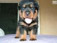Price: $1600
This advertiser is not a subscribing member and asks that you upgrade to view the complete puppy profile for this Rottweiler, and to view contact information for the advertiser. Upgrade today to receive unlimited access to NextDayPets.com.