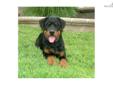 Price: $1100
This advertiser is not a subscribing member and asks that you upgrade to view the complete puppy profile for this Rottweiler, and to view contact information for the advertiser. Upgrade today to receive unlimited access to NextDayPets.com.