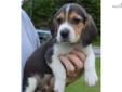Price: $400
This advertiser is not a subscribing member and asks that you upgrade to view the complete puppy profile for this Beagle, and to view contact information for the advertiser. Upgrade today to receive unlimited access to NextDayPets.com. Your