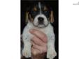 Price: $600
This advertiser is not a subscribing member and asks that you upgrade to view the complete puppy profile for this Beagle, and to view contact information for the advertiser. Upgrade today to receive unlimited access to NextDayPets.com. Your