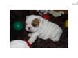 Price: $2800
BluegrassBulldog is now interviewing potential homes for our newest litter of English Bulldogs. Layla has 15 champions in her 5 generation pedigree, including her father. The sire of this litter, CH. Eli is a champion himself with 44