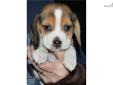 Price: $800
This advertiser is not a subscribing member and asks that you upgrade to view the complete puppy profile for this Beagle, and to view contact information for the advertiser. Upgrade today to receive unlimited access to NextDayPets.com. Your
