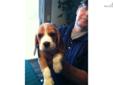 Price: $1500
This advertiser is not a subscribing member and asks that you upgrade to view the complete puppy profile for this Beagle, and to view contact information for the advertiser. Upgrade today to receive unlimited access to NextDayPets.com. Your