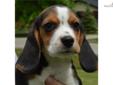 Price: $400
This advertiser is not a subscribing member and asks that you upgrade to view the complete puppy profile for this Beagle, and to view contact information for the advertiser. Upgrade today to receive unlimited access to NextDayPets.com. Your