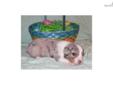Price: $800
Visit our website to see more www.cmaaussies.com. Our puppies are raised on a 20 acre farm with lots of activities to see and do. We are very small with only one male and 2 female Aussies. Our goal is quality not quantity. Our dogs are part of