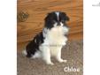 Price: $750
Please meet Chloe from the Woita Ranch. She has had her puppy vaccinations, boosters, and is now ready for her new home! Chloe has good conformation, a nice hair coat, and a delightful disposition. She loves to play and be the center of
