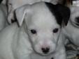 Price: $750
This advertiser is not a subscribing member and asks that you upgrade to view the complete puppy profile for this Jack Russell Terrier, and to view contact information for the advertiser. Upgrade today to receive unlimited access to