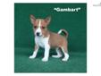 Price: $1200
sold Gambart is a very nice Red & White AKC registered male basenji puppy. Our basenjis are exceptional quality and are always health guaranteed. Vet inspections are completed on all pups and a copy provided to all new owners. Parents are
