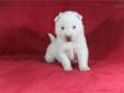 Price: $600
CKC & NKC Siberian Husky Puppies for sale. Born March 19, 2013. 2 red & white males and 1 solid white male. Prices start at $550.00 & $600.00 for the solid white. Now taking deposits of half the puppy price. Please visit www.ourhuskys.com for