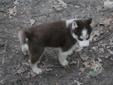 Price: $550
CKC & NKC Siberian Husky Puppies for sale. Born March 19, 2013. 2 red & white males and 1 solid white male. Prices start at $550.00 & $600.00 for the solid white. Now taking deposits of half the puppy price. Please visit www.ourhuskys.com for