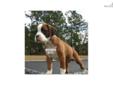 Price: $950
SORRY SOLD "JADE" CAN BE FOUND ON THE "JORDON'S BOXERS" PAGE in my Website: www.boxersetc.com This is "JADEE" Female DOB 11-14-12 A GORGEOUS "FLASHY RED FAWN" with a 3/4 Collar AKC "LIMITED" Registration (PET ONLY) $950 Shipping Available for