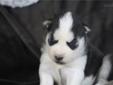 Price: $550
CKC & NKC Siberian Husky Puppies for sale. Born March 19, 2013. 3 red & white males, 1 black & white male, 1 solid white male, 1 black & white female, and 1 red and white female. Prices start at $550.00. Now taking deposits of half the puppy