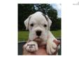 Price: $1000
SORRY SOLD "OLIVER" CAN BE FOUND ON THE "BACALL'S LITTER PAGE IN MY WEBSITE This is "OLIVER" MALE DOB 6/19/12 WHITE with One Brindle patch. A BIG BOY Very Loving & Sweet.. AKC "LIMITED" Registration (PET ONLY) $1000 Shipping Available for an