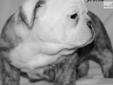 Price: $2500
English Bulldog puppy, Grand Champion Sired. This is a beautiful boy with a wonderful pedigree. He is a blue brindle male. Jax has 64 champions in his last 6 generations.
Source: http://www.nextdaypets.com/directory/dogs/0e7ba3d0-2fd1.aspx