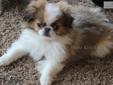 Price: $850
Woita Ranch Chins is proud to introduce Lil Tokyo. She is a rare sable and white Japanese Chin girl who is ready for her new forever home. She is a healthy, happy, puppy who has been allowed to explore her envoronment inside and outside. She