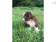 Price: $200
This advertiser is not a subscribing member and asks that you upgrade to view the complete puppy profile for this Australian Shepherd, and to view contact information for the advertiser. Upgrade today to receive unlimited access to