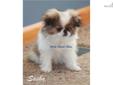 Price: $850
This is Sasha, she is an exceptional Japanese Chin puppy. As you can see, she has a beautiful coat, great conformation, and is an extremely healthy, happy, puppy. She loves attention and loves to show off. She definately turns heads when I