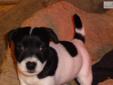 Price: $750
This advertiser is not a subscribing member and asks that you upgrade to view the complete puppy profile for this Jack Russell Terrier, and to view contact information for the advertiser. Upgrade today to receive unlimited access to