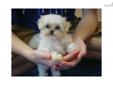 Price: $1500
Biscuit is only 21 ounces at 9 weeks old. She should only be 3 1/2 lb. full grown. Biscuit is a Malti-poo, so you get the look of a Maltese and the playfulness of a poodle. Biscuit has soft wavy hair that won't get as long as the Maltese so