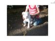 Price: $1000
This advertiser is not a subscribing member and asks that you upgrade to view the complete puppy profile for this American Pit Bull Terrier, and to view contact information for the advertiser. Upgrade today to receive unlimited access to