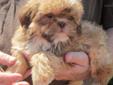 Price: $1200
Sold to Melissa and family, ENJOY!! AKC REGISTERED STUNNING DEEP RED SHIH TZU BABY GIRL..SARA..7 WEEKS OLD, TWO SETS OF SHOTS, DEW CLAWS REMOVED, READY TO GO TO HER NEW HOME AFTER APRIL 14TH. THE PICTURES SPEAK FOR THEMSELVES, SARA IS