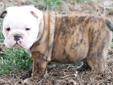 Price: $1500
AKC reg. male english bulldog puppy, brindle/white. Dad is a black/white tri, mom is tri color, my bullies are never kenneled, and are a big part of our family, will be available Jan. 20,2013, can ship to most locations, will be utd on shots,