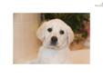 Price: $1000
This advertiser is not a subscribing member and asks that you upgrade to view the complete puppy profile for this Labrador Retriever, and to view contact information for the advertiser. Upgrade today to receive unlimited access to