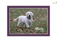 Price: $1200
This advertiser is not a subscribing member and asks that you upgrade to view the complete puppy profile for this Labrador Retriever, and to view contact information for the advertiser. Upgrade today to receive unlimited access to
