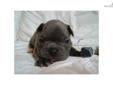Price: $3500
This advertiser is not a subscribing member and asks that you upgrade to view the complete puppy profile for this French Bulldog, and to view contact information for the advertiser. Upgrade today to receive unlimited access to