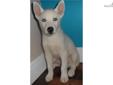Price: $500
This advertiser is not a subscribing member and asks that you upgrade to view the complete puppy profile for this Siberian Husky, and to view contact information for the advertiser. Upgrade today to receive unlimited access to NextDayPets.com.